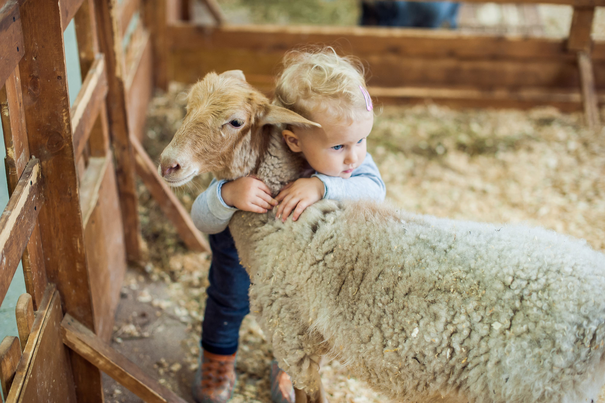 Meeting The Animals Keeping Children Safe At A Petting Zoo   Petting Zoo 