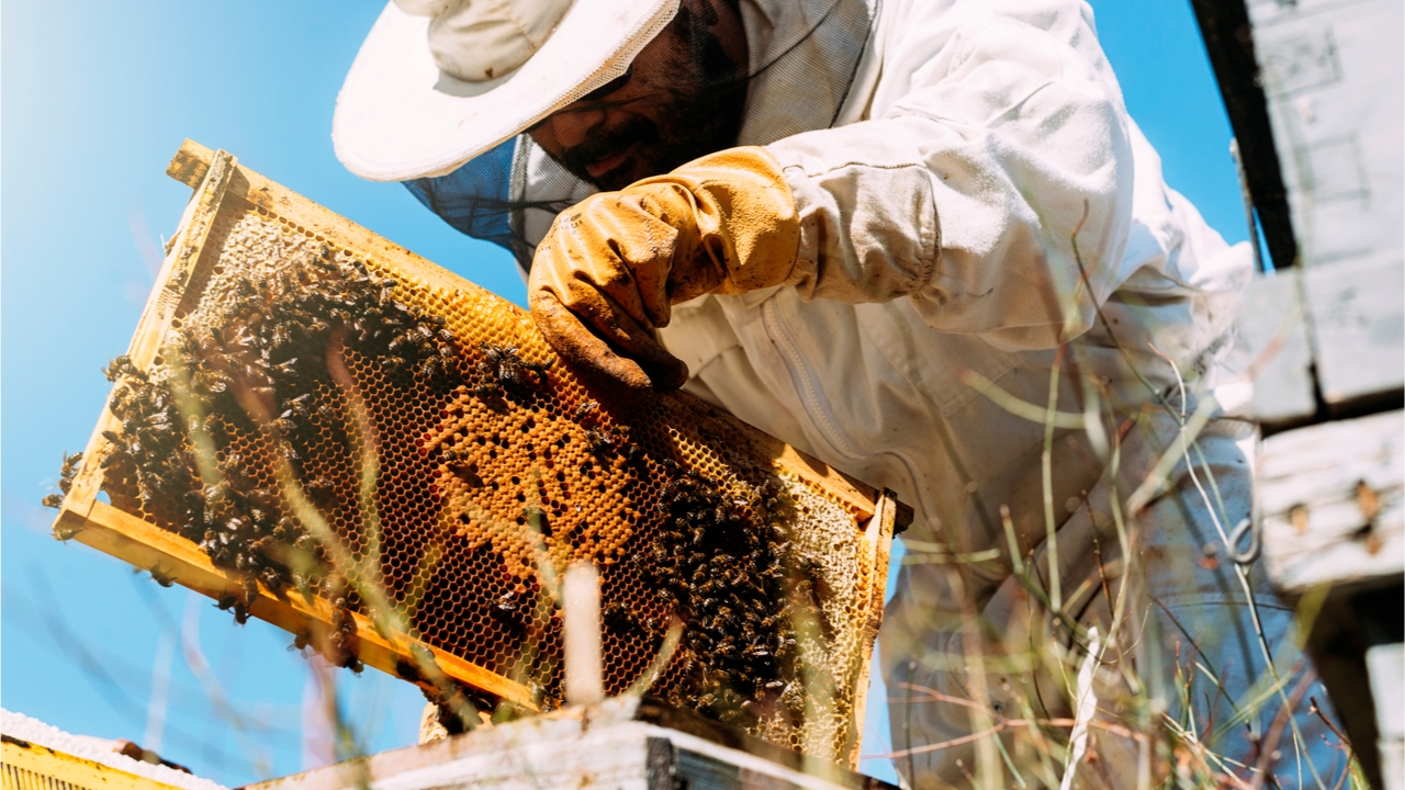 All UK honey tested in EU fraud investigation fails authenticity test, Food